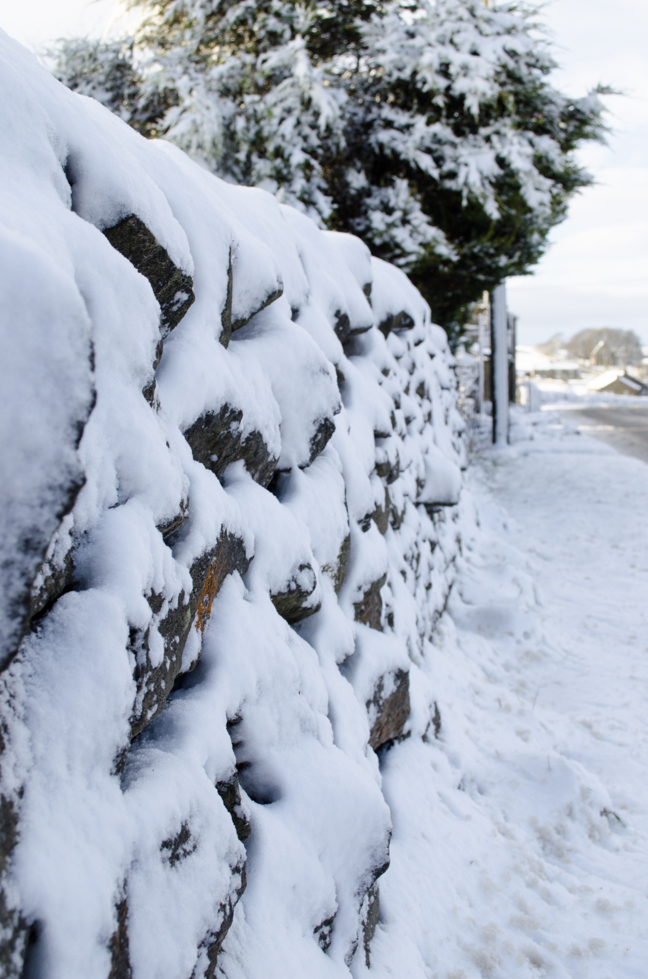 winter sheep farm free photo