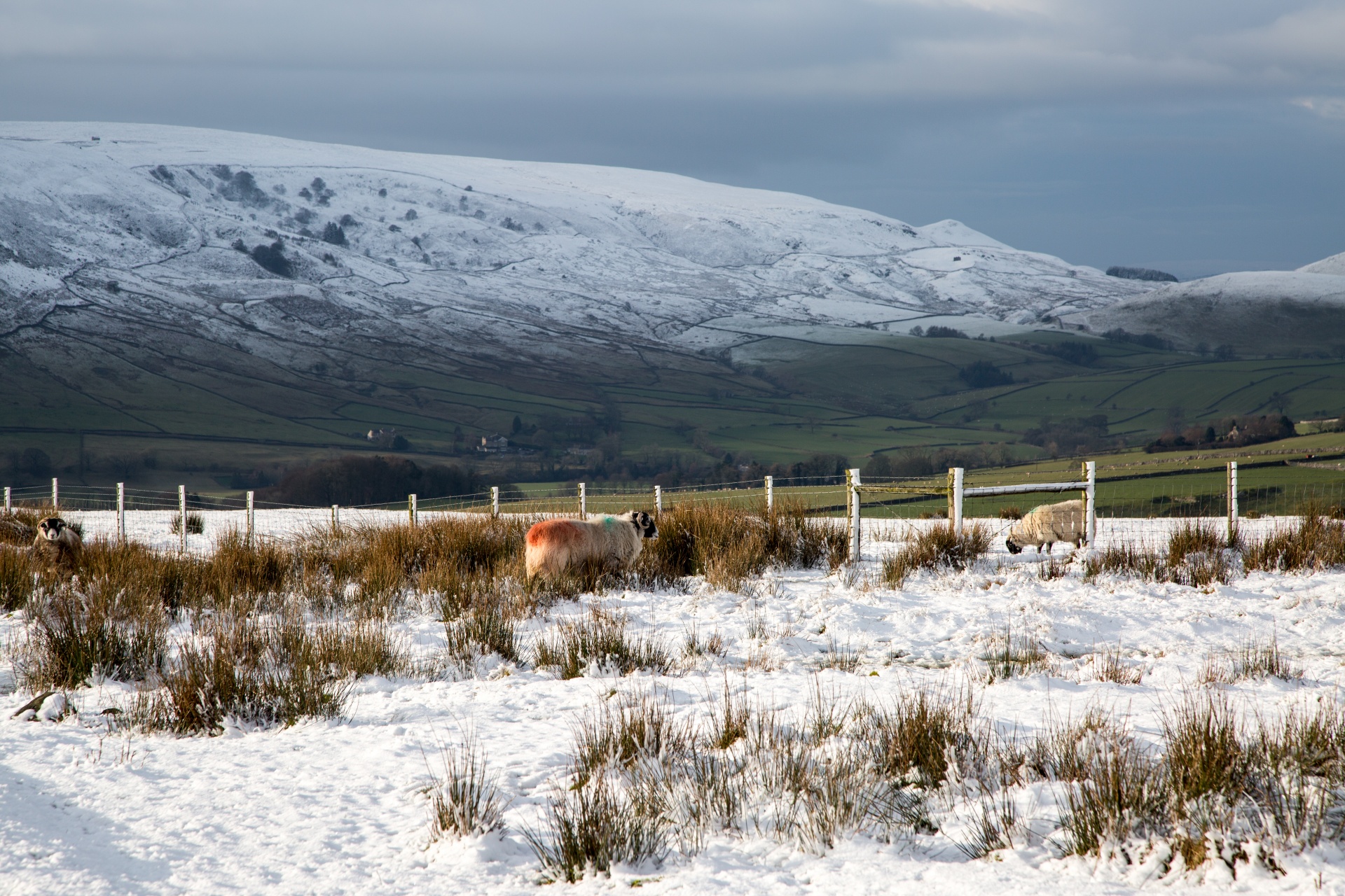 winter seasons snowy free photo