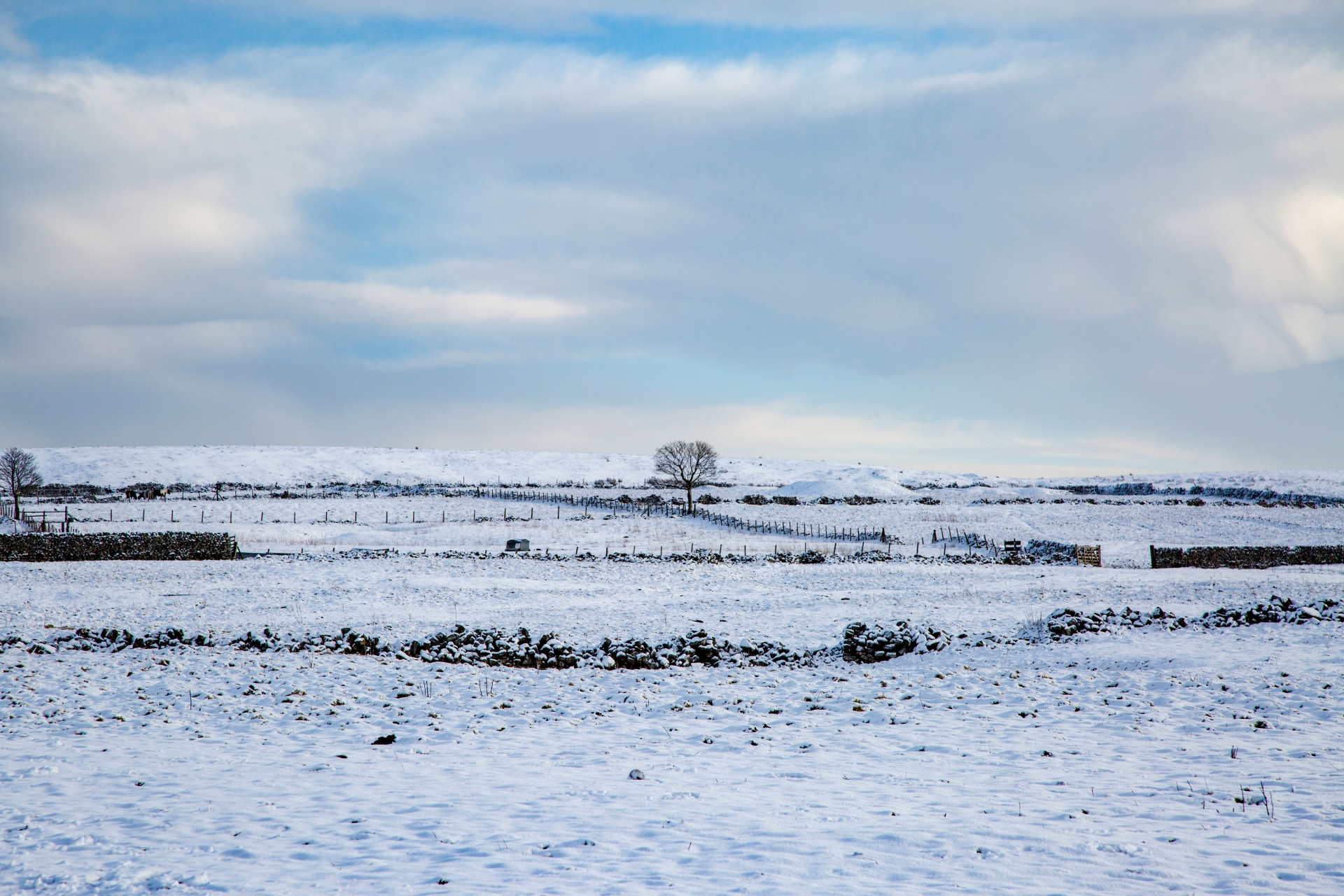 winter sheep farm free photo