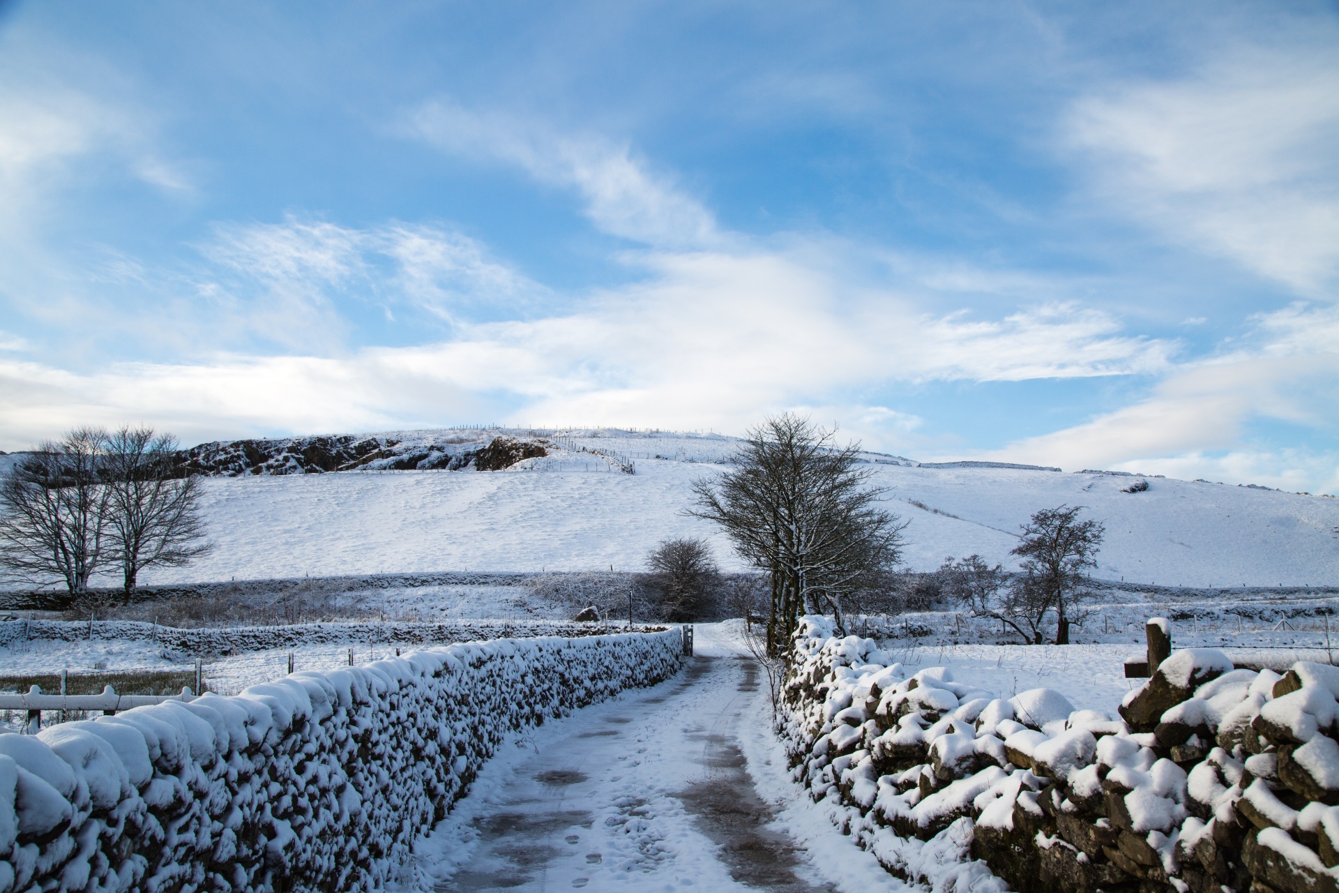 winter sheep farm free photo