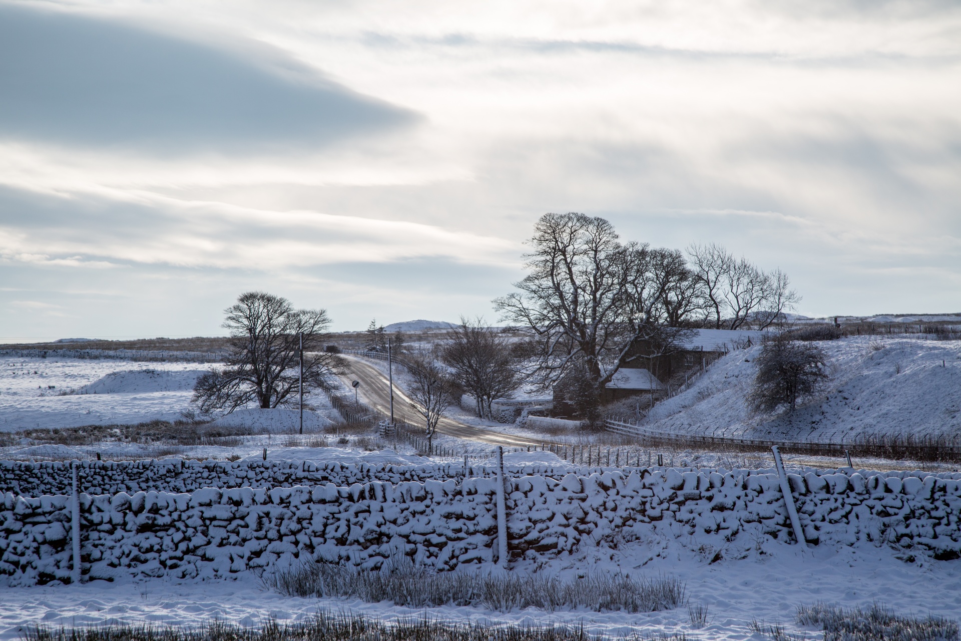 winter sheep farm free photo