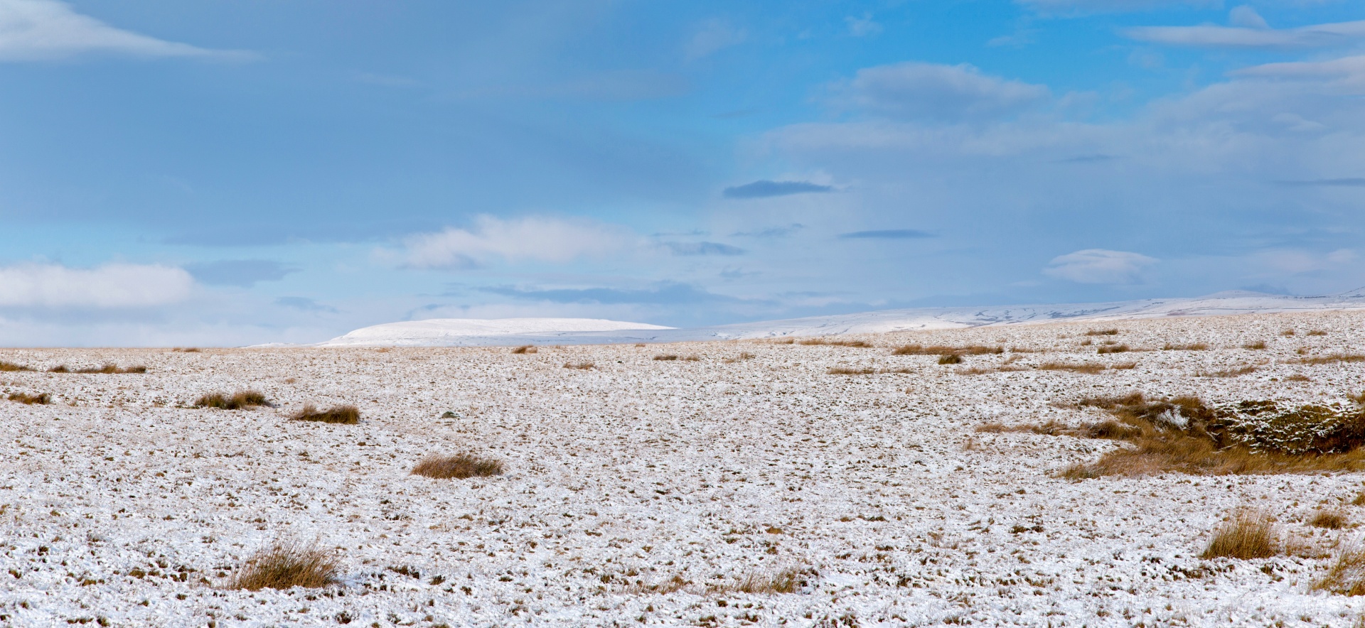 winter sheep farm free photo