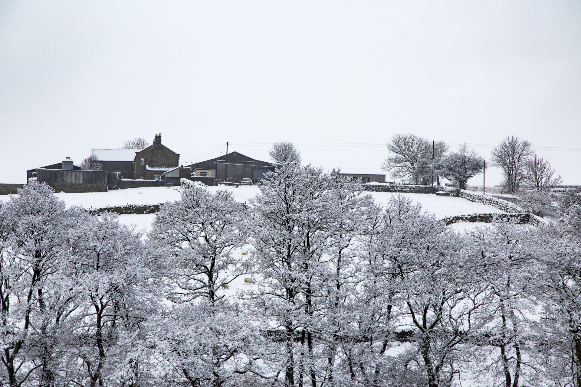 winter sheep farm free photo