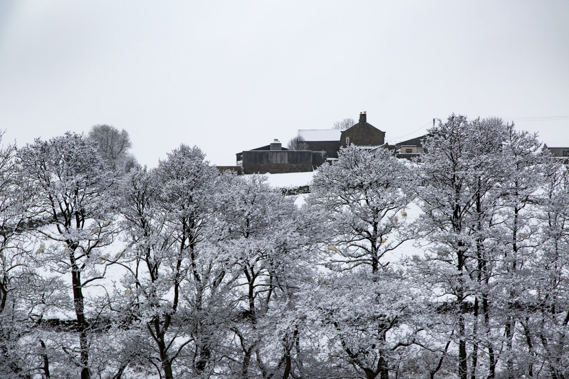 winter farm yorkshire free photo