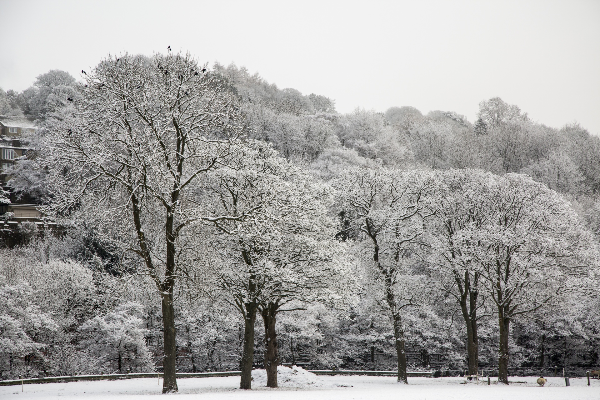 winter farm yorkshire free photo