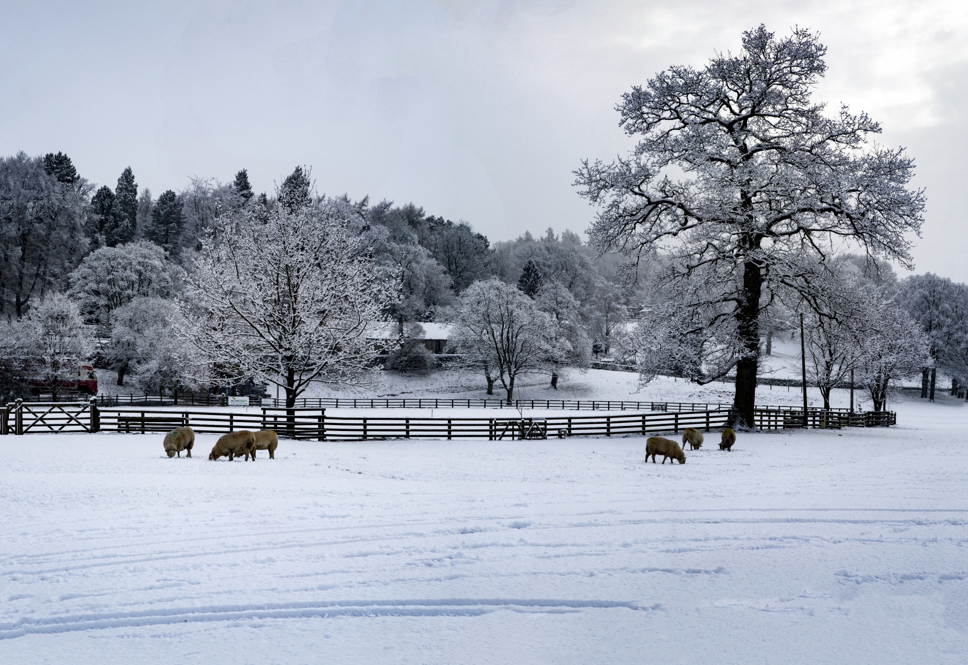 winter farm yorkshire free photo