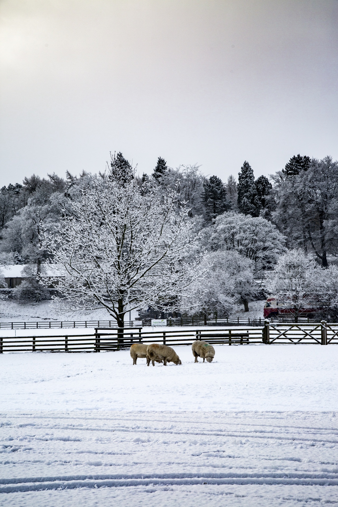 winter farm yorkshire free photo