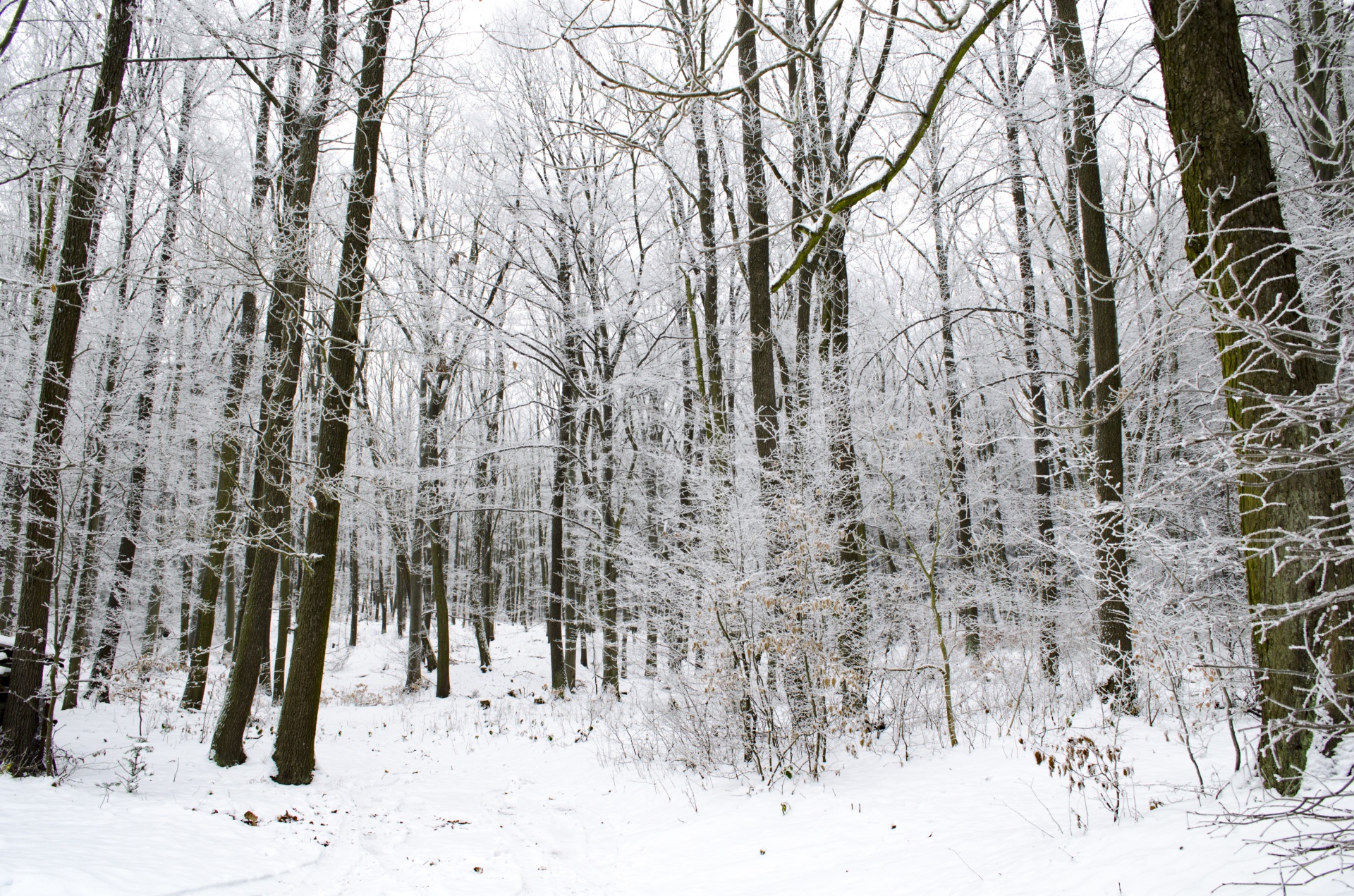 winter forest seasons free photo