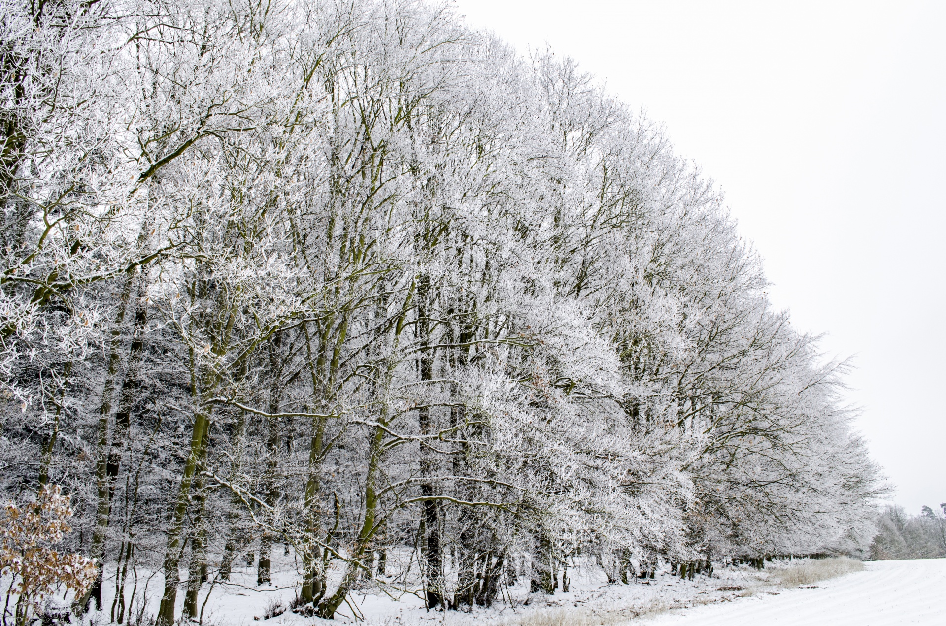 winter forest seasons free photo