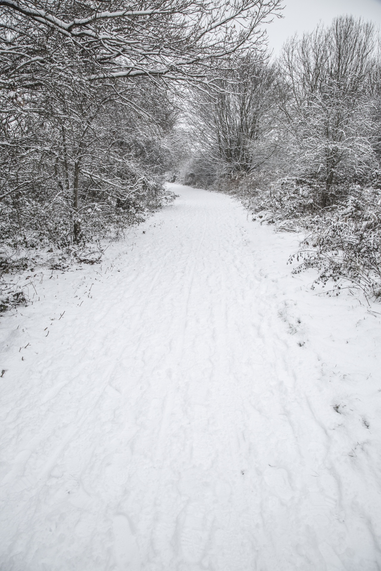 winter landscape snow free photo