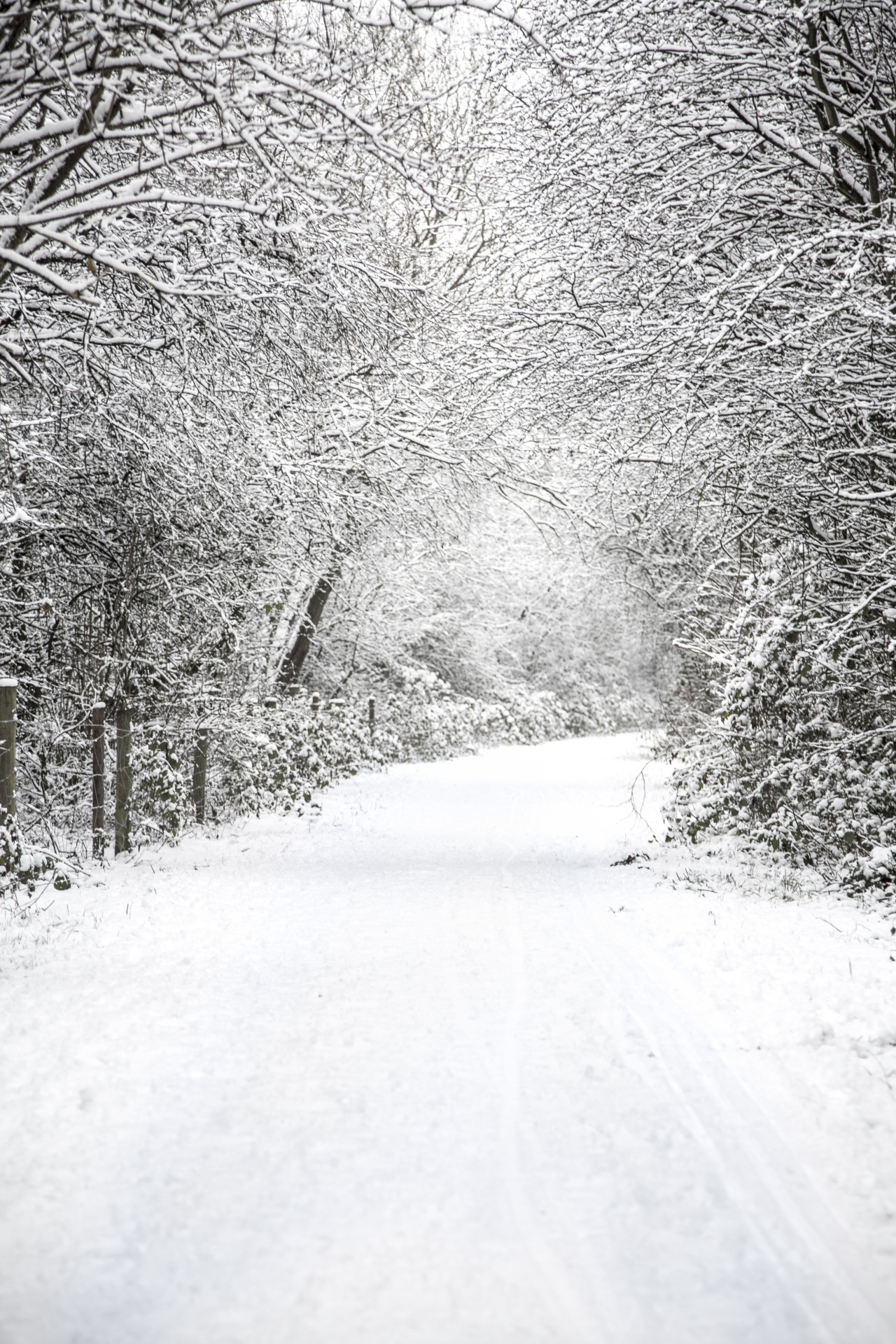 winter landscape snow free photo