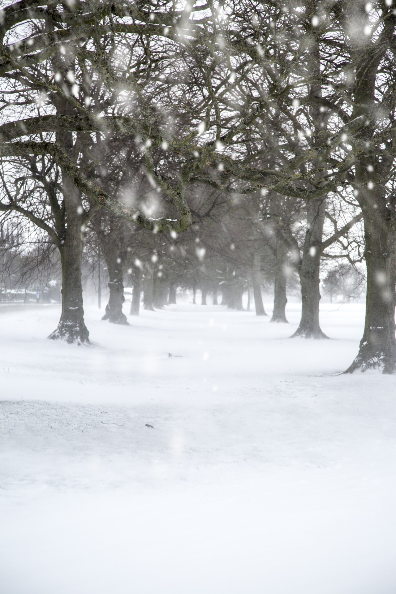 winter landscape snow free photo