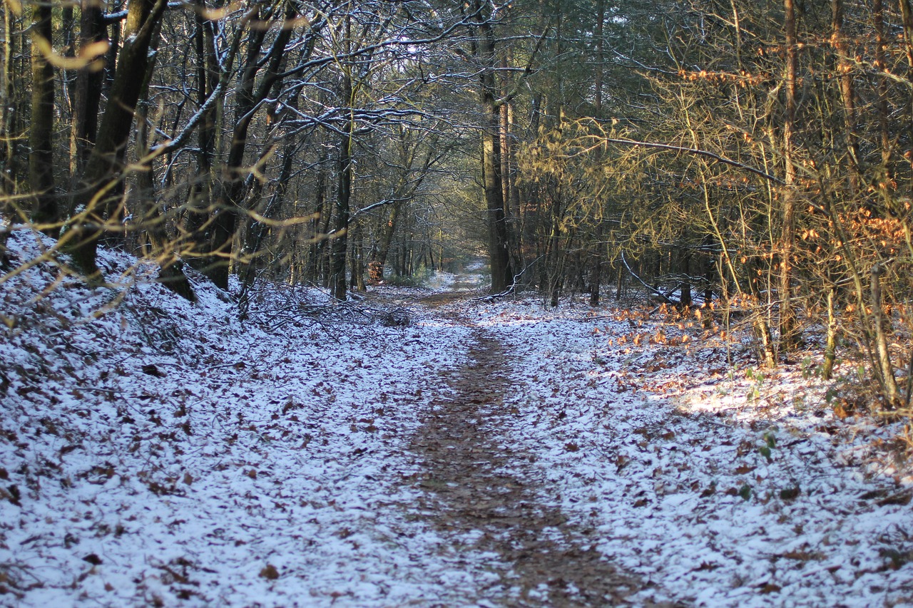 winter landscape forest snow free photo