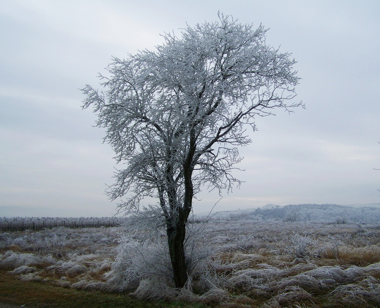 winter landscape hoary rimy free photo