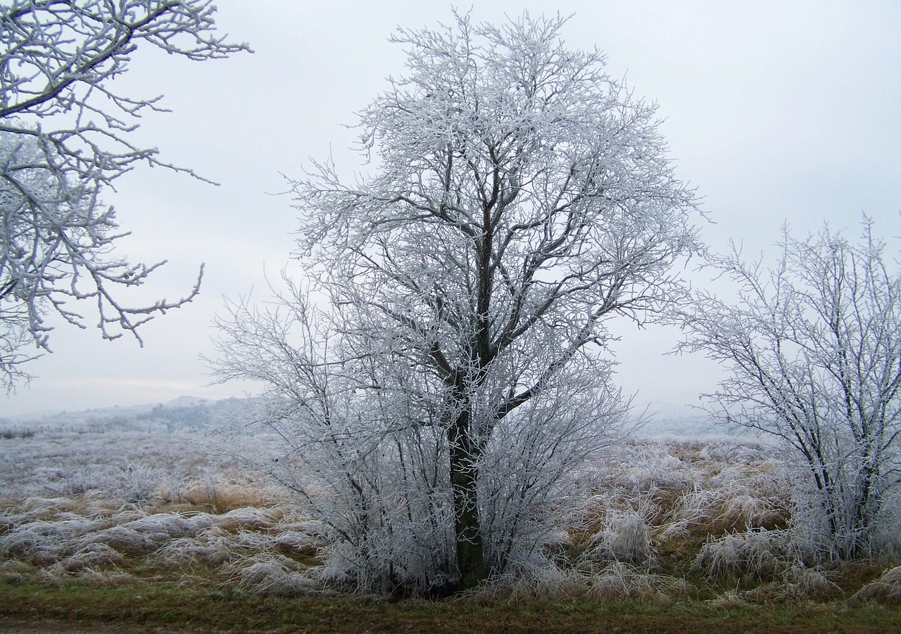 winter landscape hoary rimy free photo