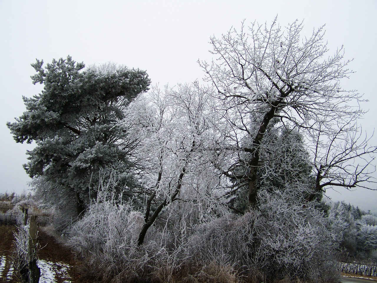winter landscape hoary clump rimy free photo