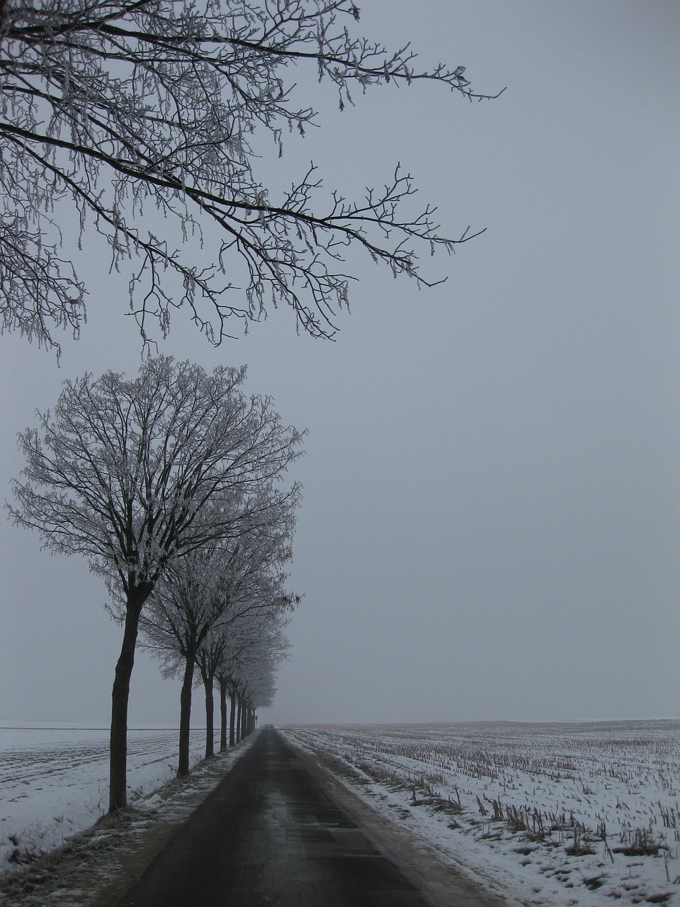 winter landscape trees snow free photo