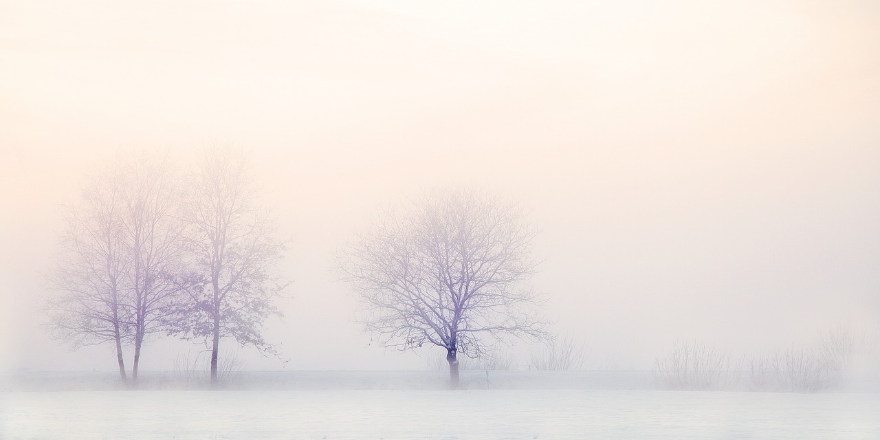 winter landscape trees snow free photo