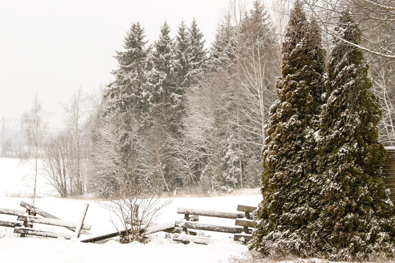 winter landscape trees snow free photo