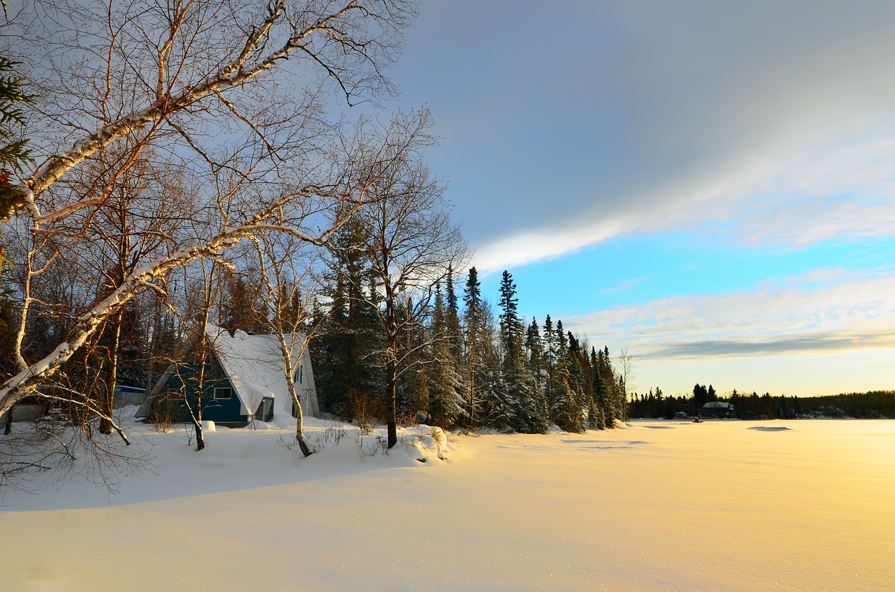 winter landscape trees birch free photo