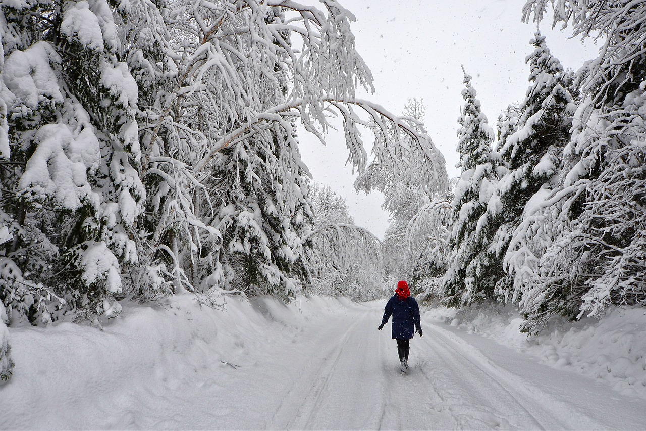 winter landscape trees snow free photo