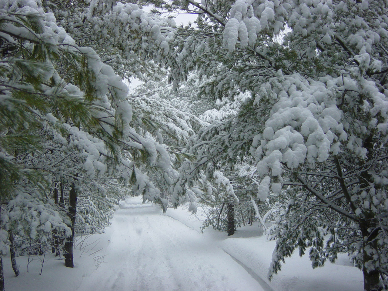 winter snow storm free photo