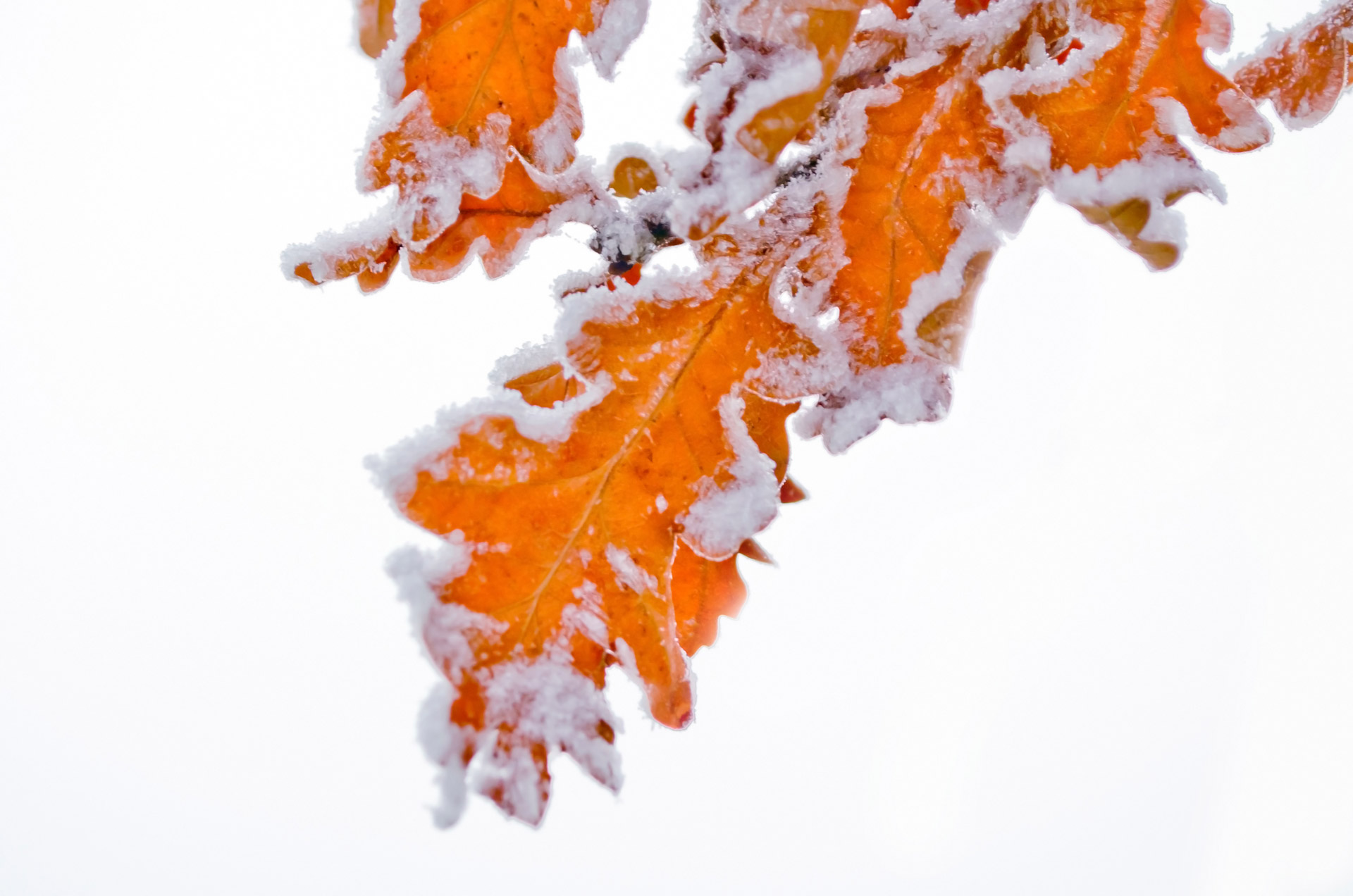 Листья в снегу на белом фоне