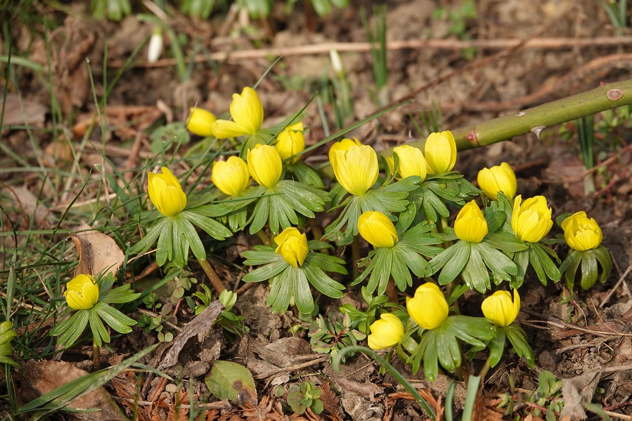 winter linge  flowers  plant free photo