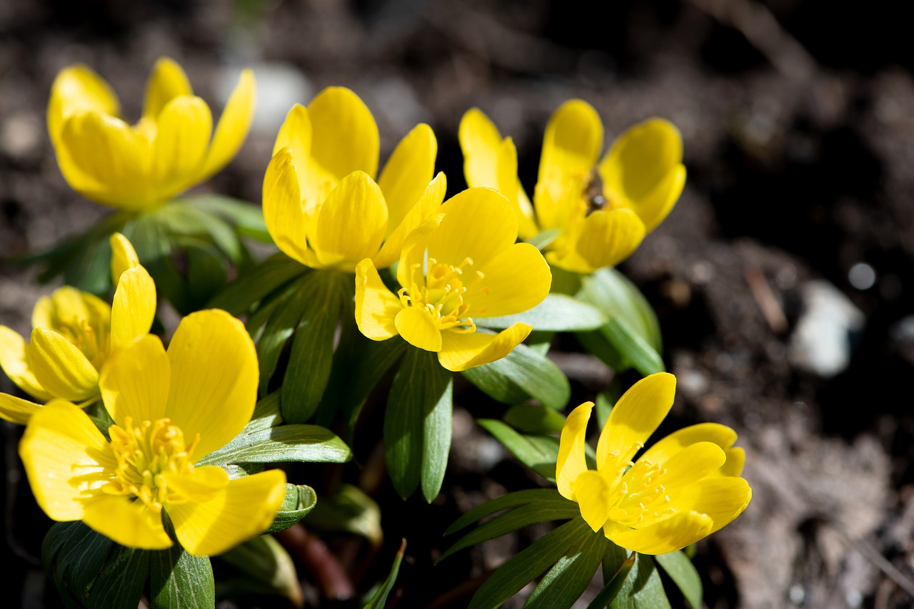 winter linge  spring  yellow free photo