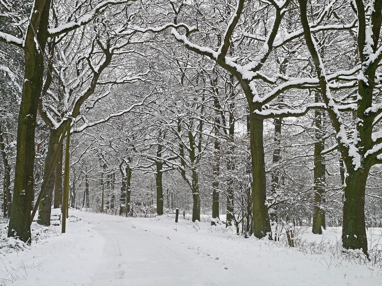 winter magic forest path snowy free photo