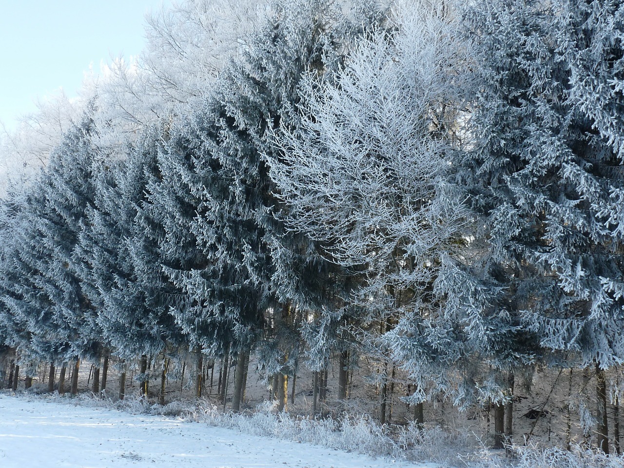 winter magic winter trees free photo