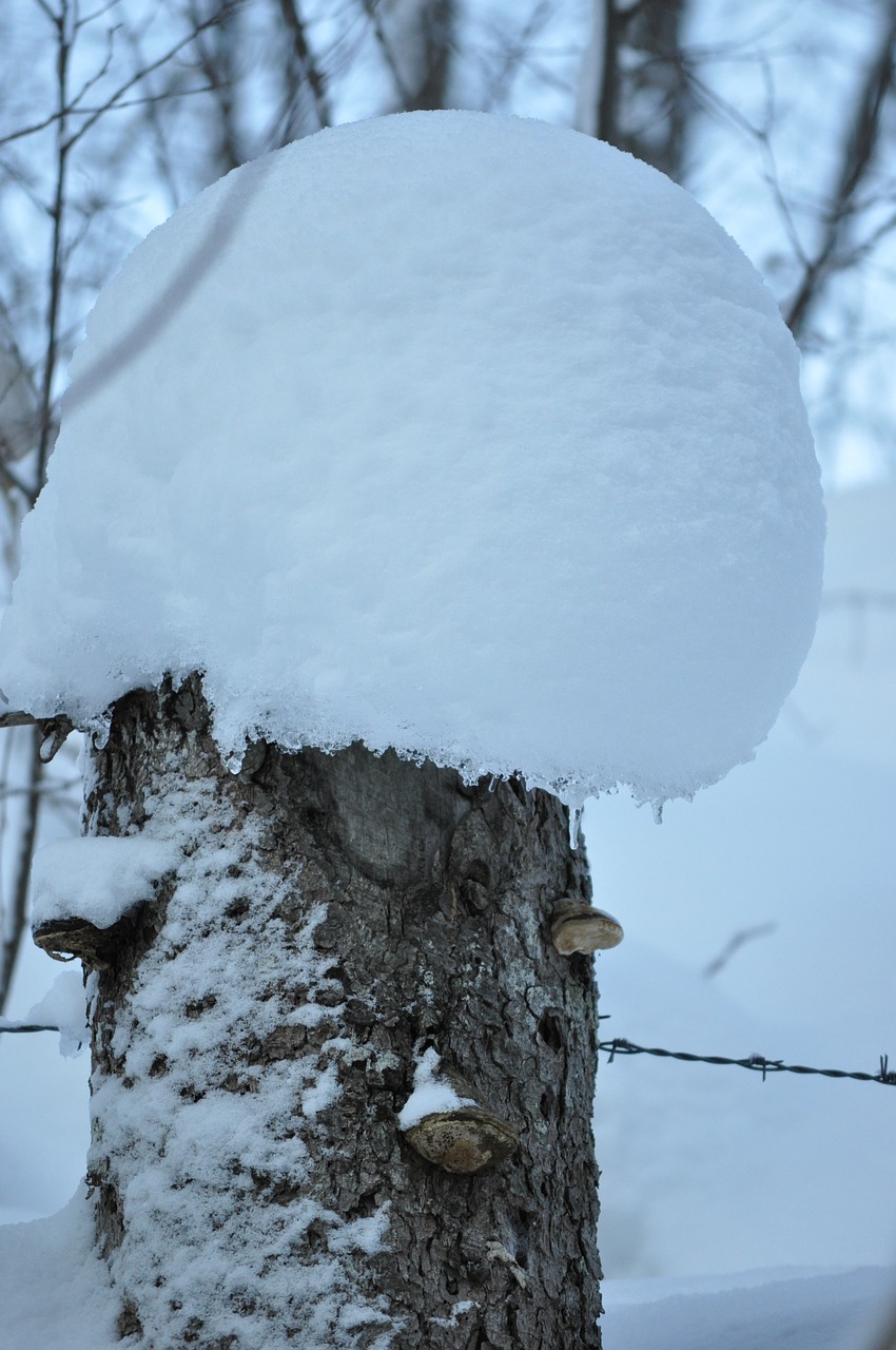 winter magic snow white free photo