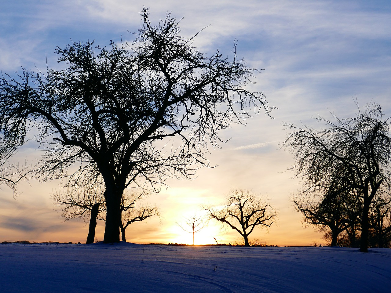 winter mood tree sunset free photo