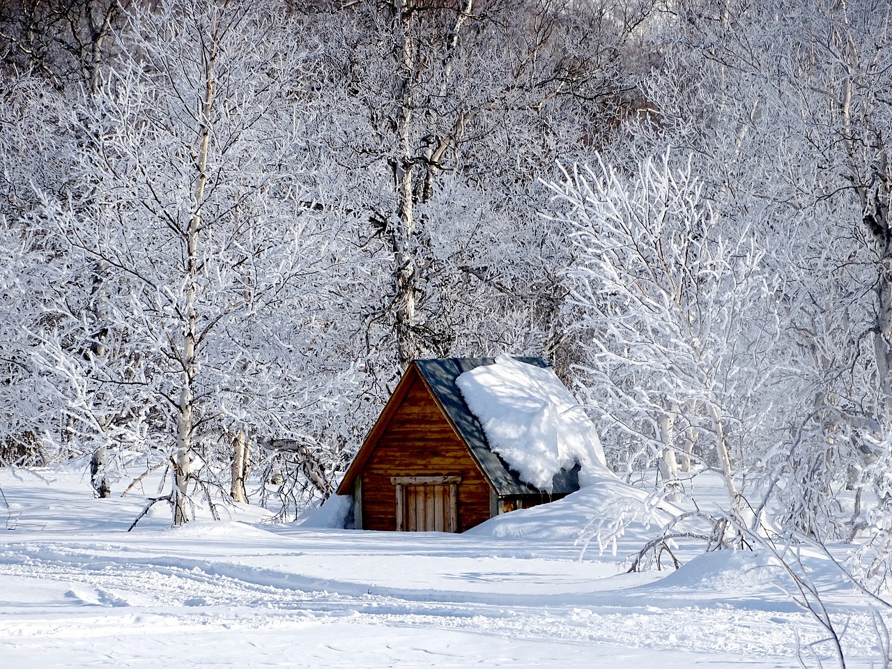 winter morning leann forest free photo