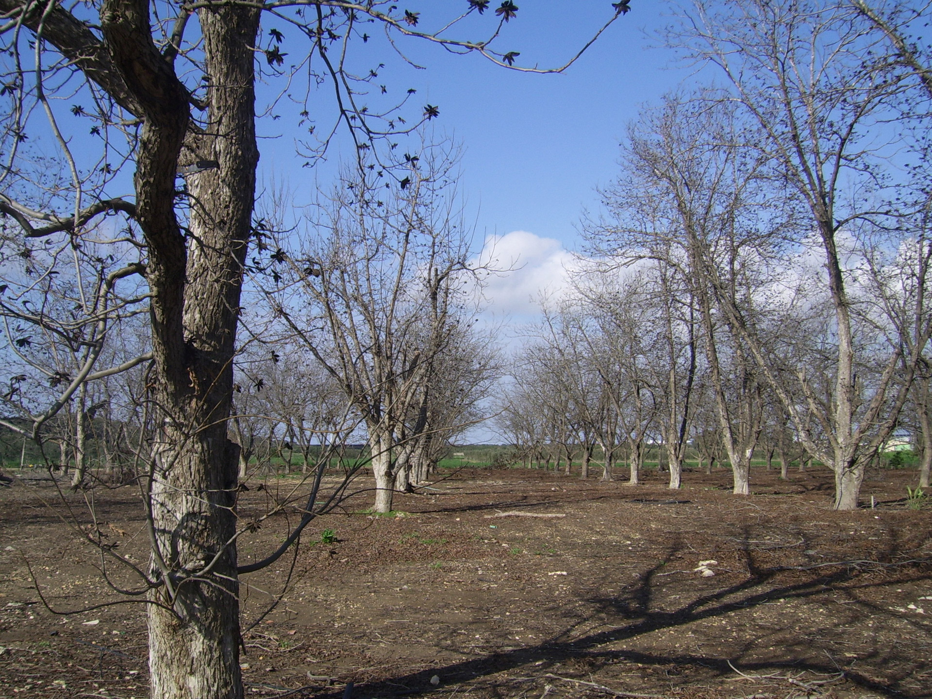 winter orchard dead free photo