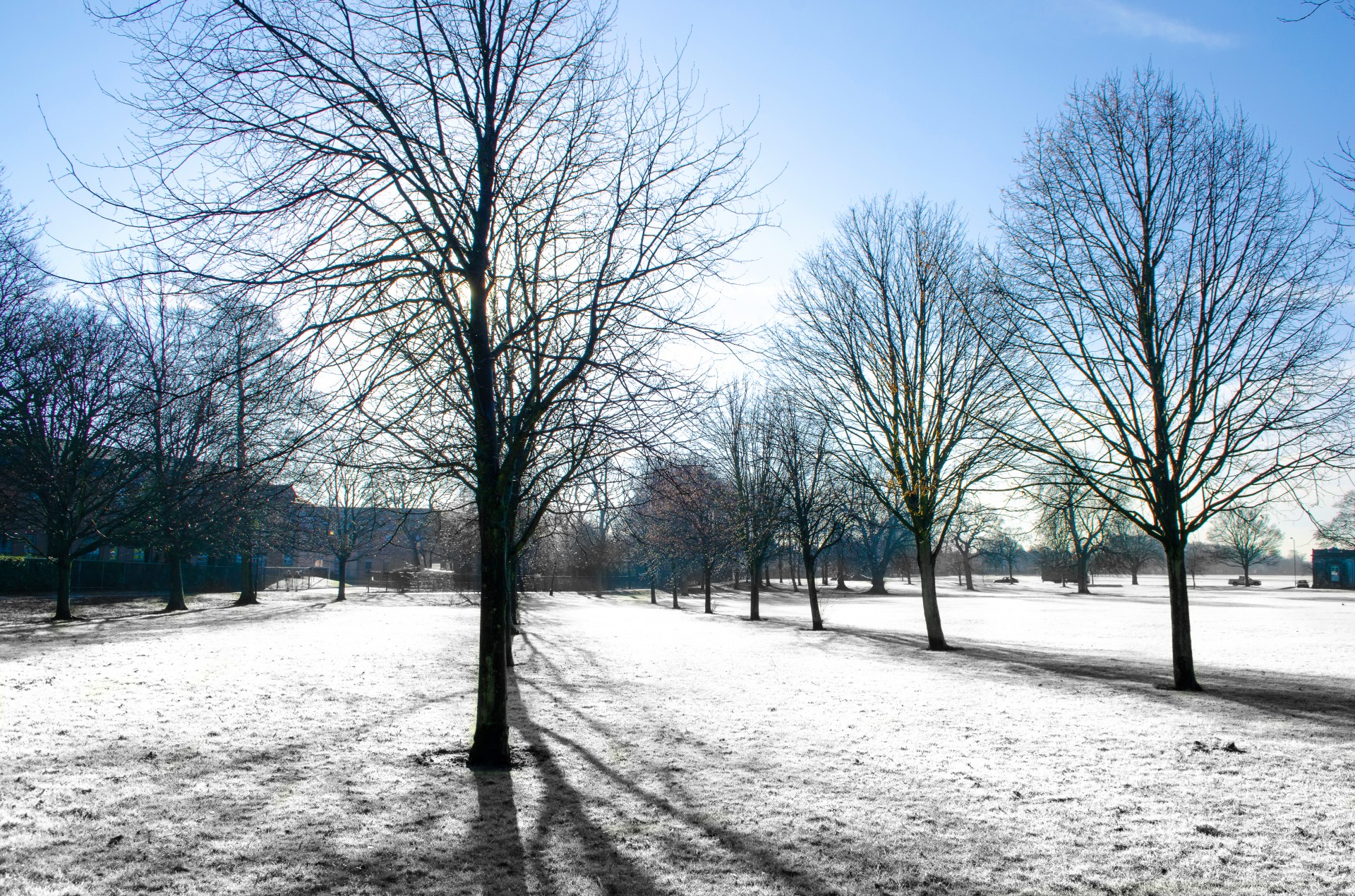 grass white winter free photo