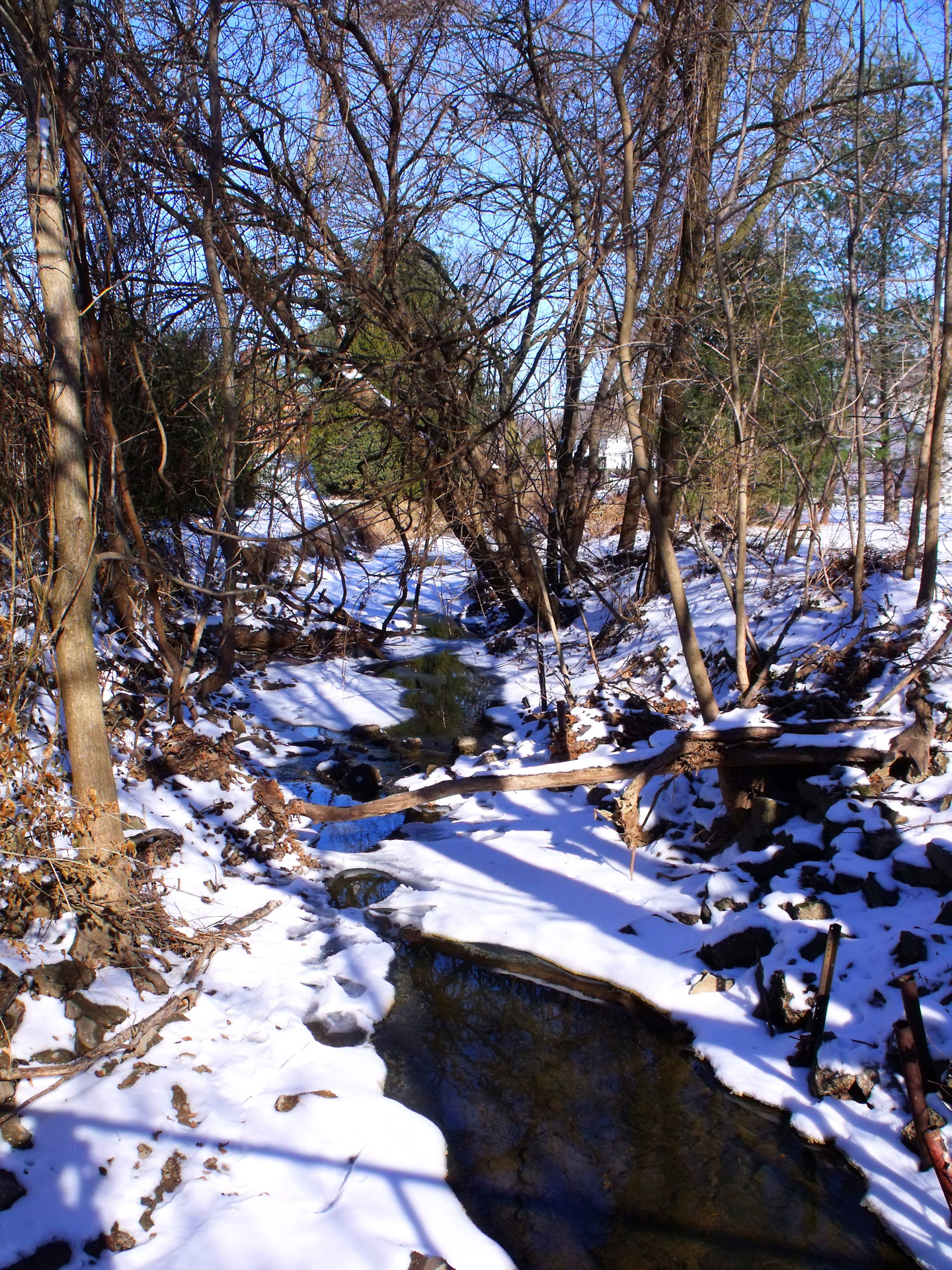 winter trees park free photo