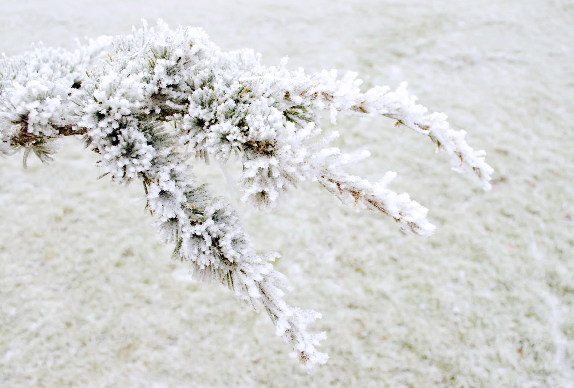 winter frost snow free photo