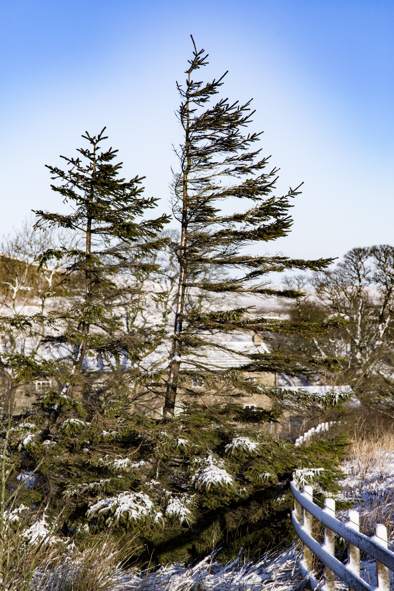 winter farm yorkshire free photo