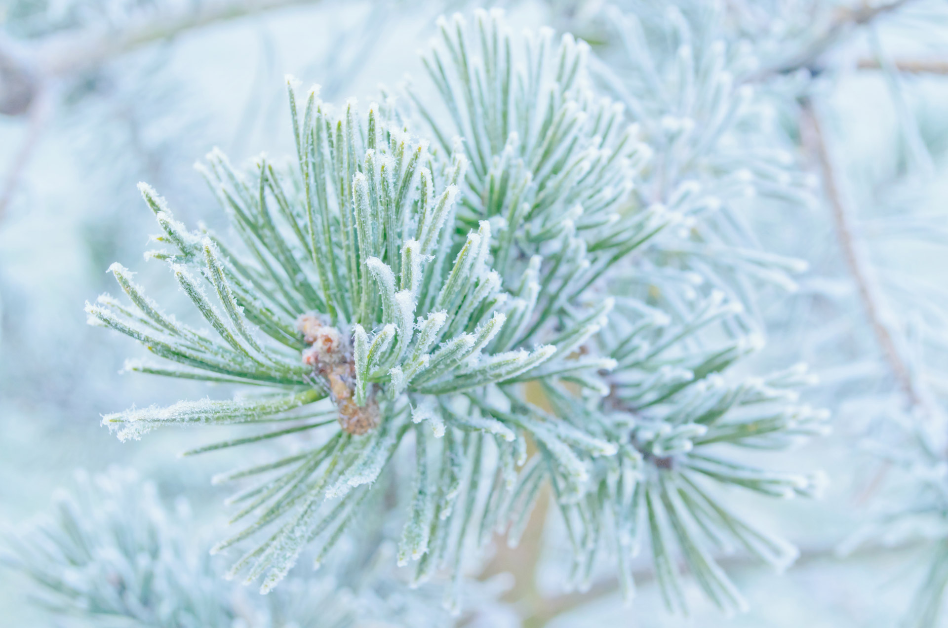 winter frost snow free photo