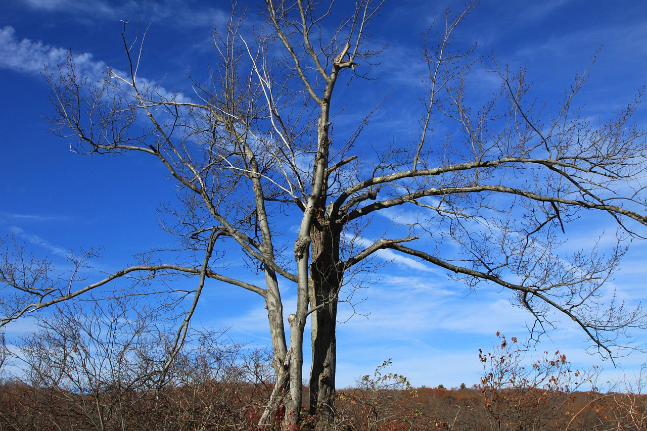 tree nature sky free photo