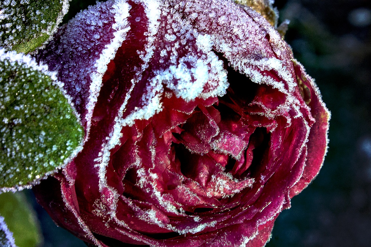 winter red rose frosty flower red rose free photo