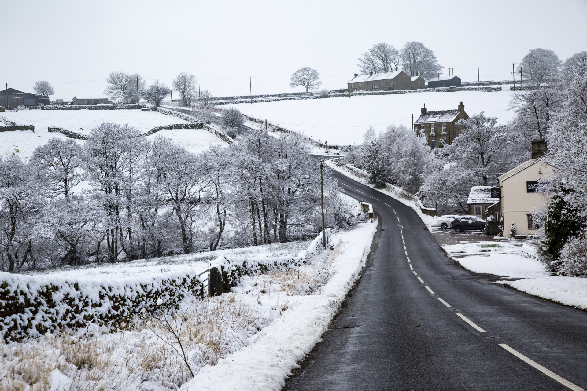 winter sheep farm free photo