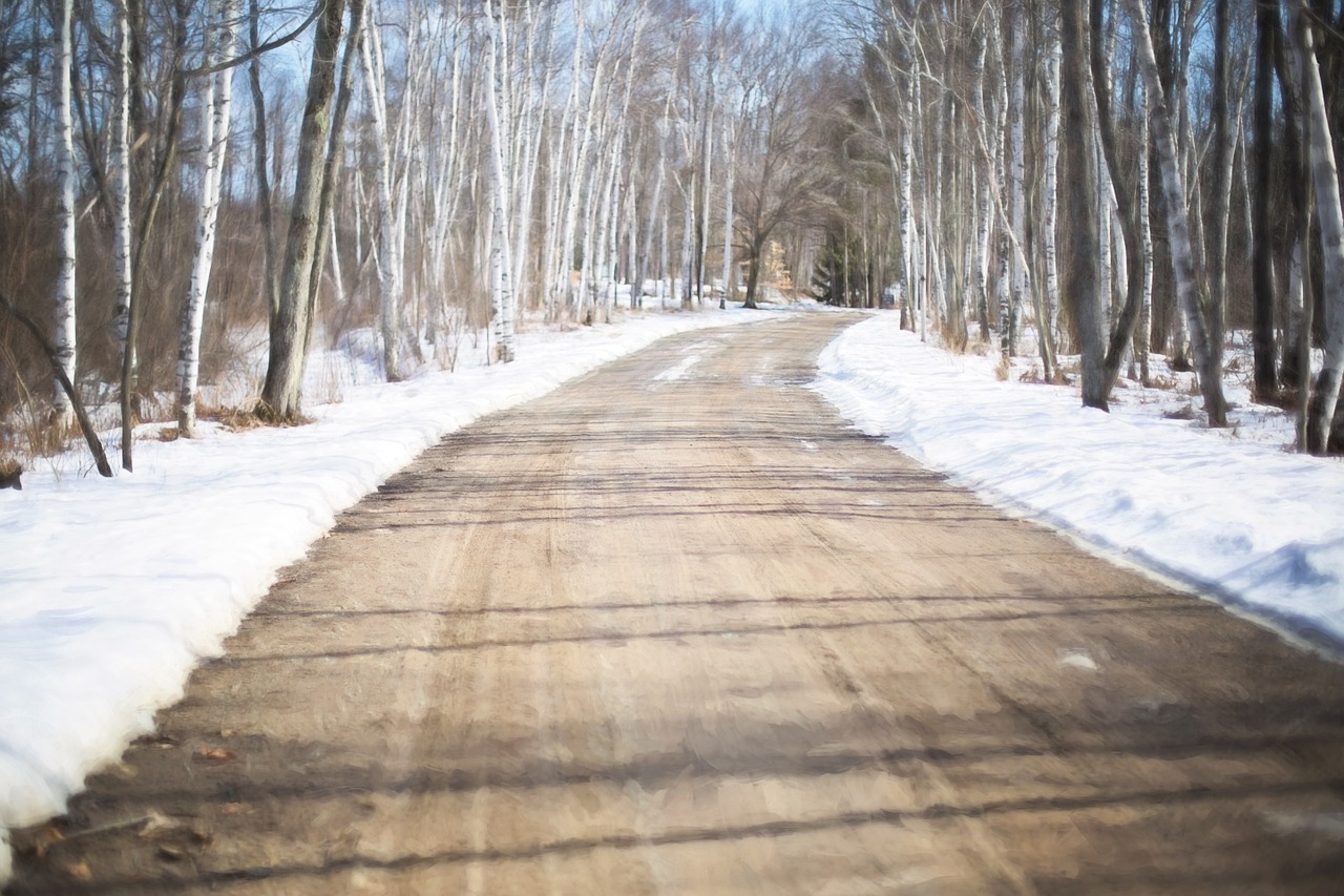 winter road white birch trees forest free photo