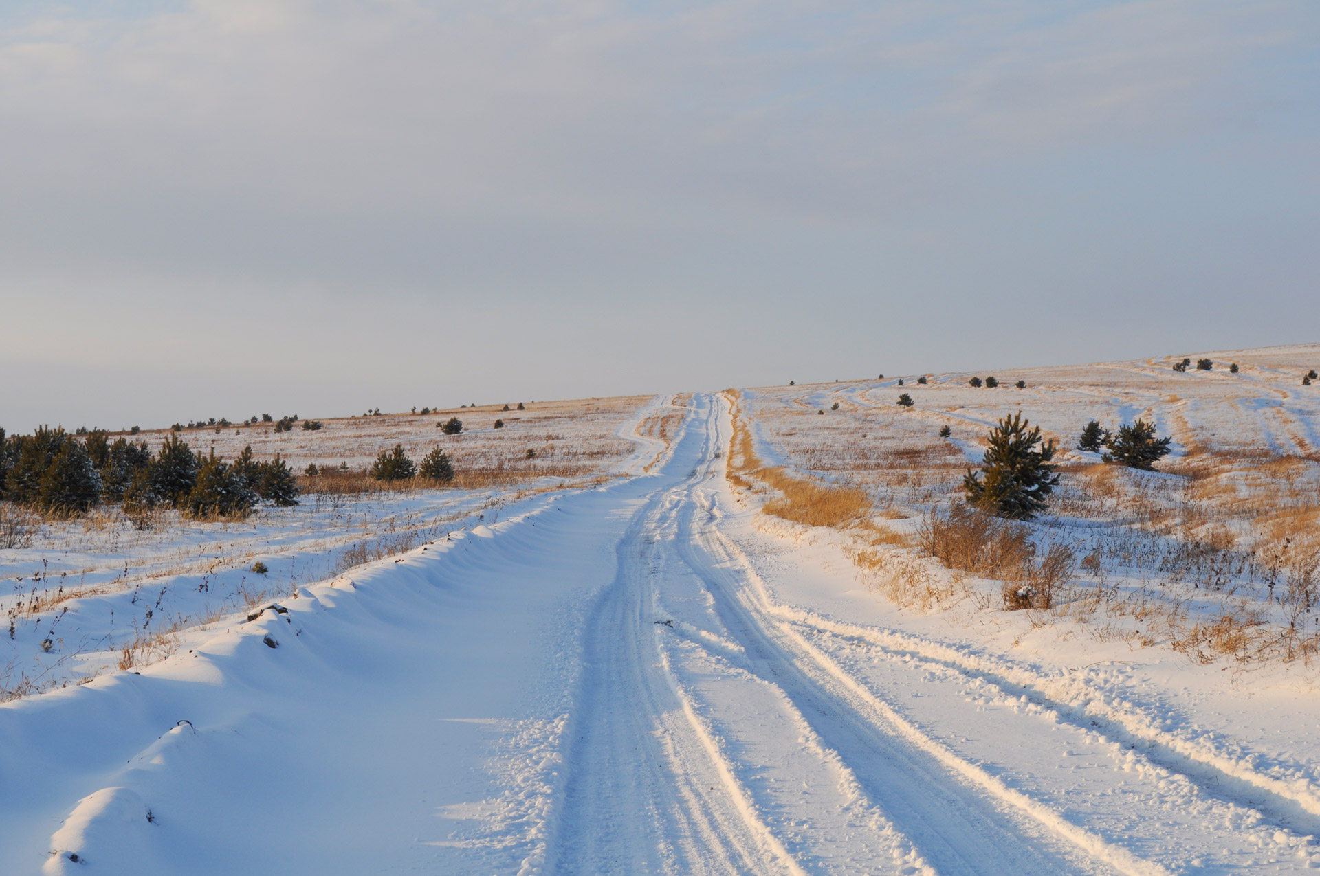 winter nature forest free photo