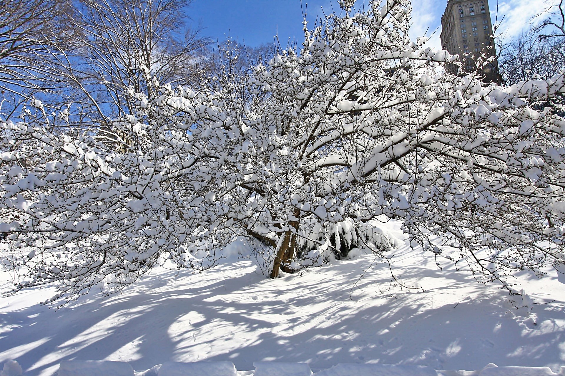 snow winter tree free photo
