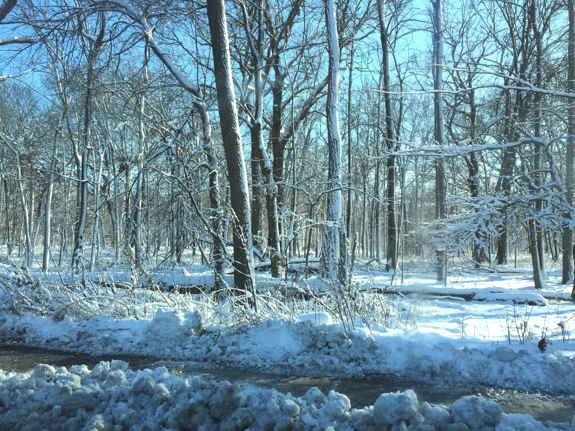 winter trees forest free photo