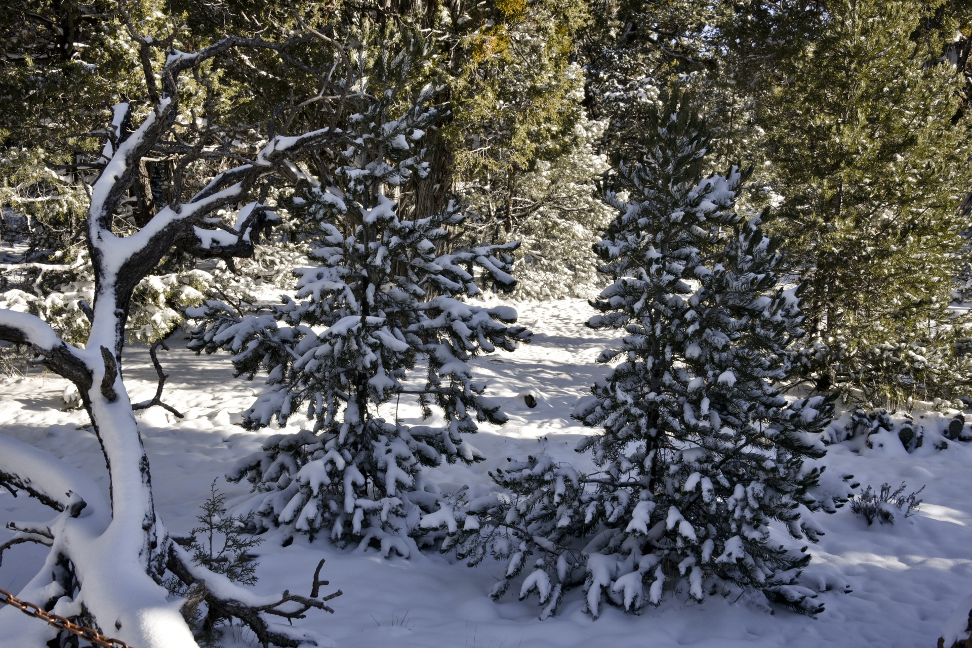 winter snow trees free photo