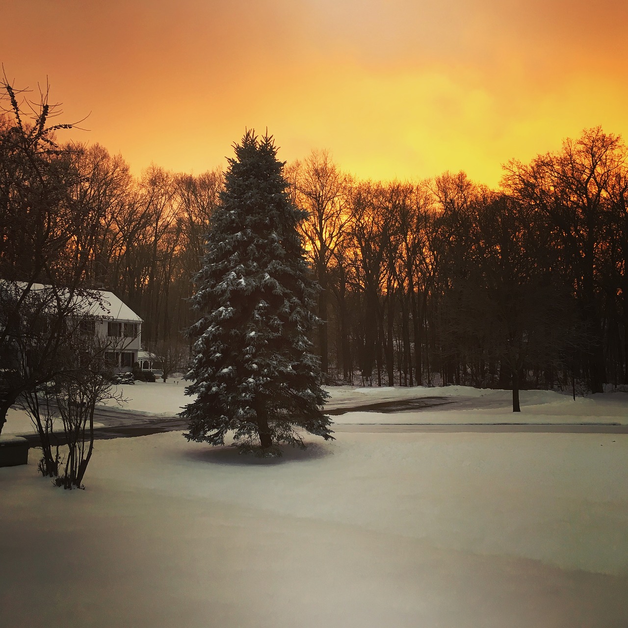 winter scene  snow  morning light free photo