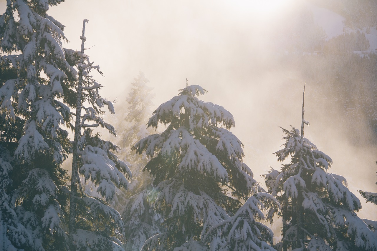 winter scene trees winter free photo